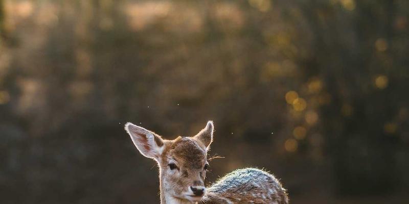 黄龙仙境住宿全攻略：从生态木屋到藏式民宿，解锁世界遗产的两种过夜方式
